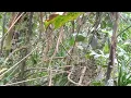 Download Lagu cara mikat burung cucak kopi di hutan belantara