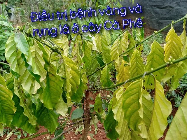 Outline Video Điều trị bệnh vàng và rụng lá ở cây Cà Phê
