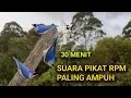 Download Lagu Suara Pikat Rambatan Paruh Merah Paling Ampuh Sepanjang Masa. Durasi 30 Menit.