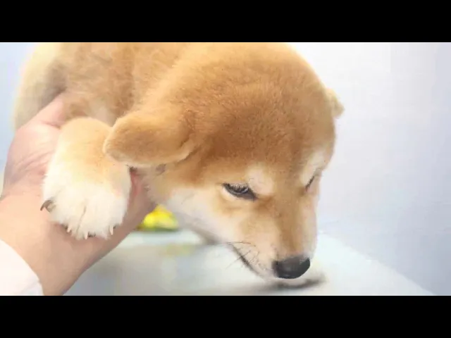 動画