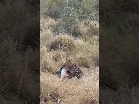 Female Leopard Drags Heavy Impala Kill!