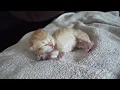 Here s how a sleeping baby kitten reacts when you gently stroke it