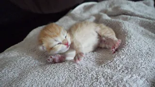 Here s how a sleeping baby kitten reacts when you gently stroke it