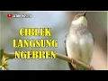 Lagu SUARA CIBLEK KRISTAL NGEBREN UNTUK PIKAT