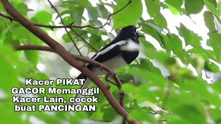 Download Kacer PIKAT GACOR Memanggil Kacer Lain, cocok buat PANCINGAN MP3