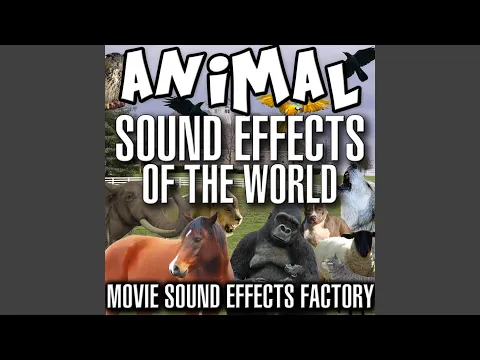 Download MP3 Donkey Sound Effects