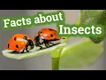 Facts about Insects for Kids Learning