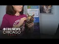 Adopt a cat from Barb s Precious Rescue in Palatine Jumpstart