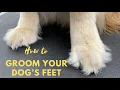 How to Trim Golden Retriever Paws