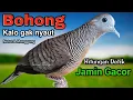 Download Lagu PERKUTUT LOKAL GACOR SUARA BESAR - Masteran Bikin Gacor.