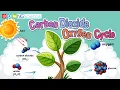 Carbon Dioxide - Oxygen Cycle