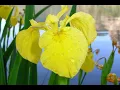 How to ID and Manage Yellow flag iris