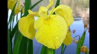 How to ID and Manage Yellow flag iris