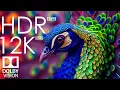 Download Lagu 12K HDR 120fps Dolby Vision with Calming Music (Animal Colorful Life)