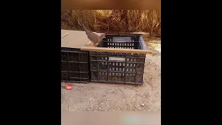 صيد اليمامة بطريقة سهلة 