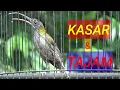 Download Lagu Pancingan pijantung gunung agar Gacor