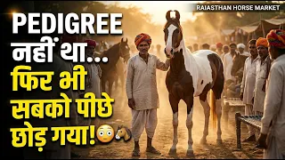 Unknown Line वाला Marwari Horse खरीदना चाहिए? 🐎 Biggest Truth Revealed! Horse Video #horsemarket