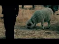 Jutes - Smile You're On Camera (Official Visualizer)