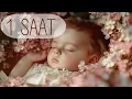 Download Lagu 1 Saat Hu Hu Hu Allah Ninnisi - Sevda Künktakan | Bizim Ninniler