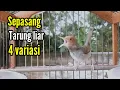 Download Lagu SERU !!, PRENJAK GACOR [ Sepasang Prenjak Gacor Tarung di Alam Liar, Lagu Bervariasi ]