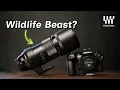 Best M43 Wildlife Lens Olympus 300mm PRO First Impressions Tested on OM1 Mark II