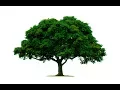 CSAB Creating and Drawing Trees Using DefaultMutableTreeNode