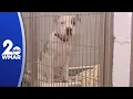 BARCS takes in 92 animals in 48 hours faces potential euthanasia decisions