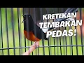 Download Lagu MURAI BATU GACOR FULL ISIAN TEMBAKAN KASAR KRETEKAN GANAS SANGAT AMPUH MEMANCING EMOSI MURAI BATU