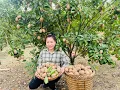 Download Lagu Farmers harvest fruit to sell at the market. Life to make a living.