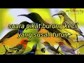 Download Lagu Suara pikat burung kecil yang susah turun