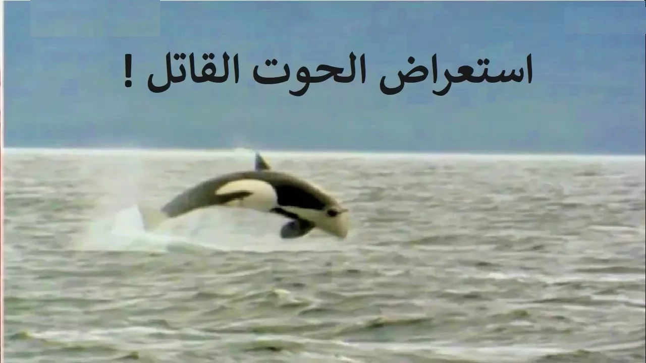 استعراض الحوت القاتل !