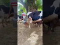 Download Lagu Woh gully Woh￼￼ mohalla Sab Chhod Diya🫵🏻✅ #cow #farming #trending #motivation #shorts #video