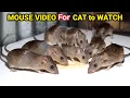 Lagu Ultimate Cat TV: Mouse and Rat Sounds to Keep Your Cat Engaged! Cats LOVE This Mouse and Rat Video!