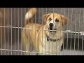 Stark County Humane Society packed with dogs and cats in need of homes