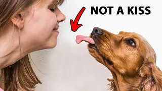 Download The Real Reason Dogs Lick You Is Disgusting MP3