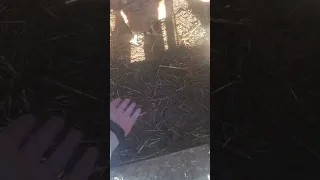 مقطع من دجاج معا اغنية تعجبني جدا و جدا 