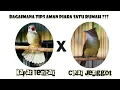 Memelihara Cucak Jenggot dan Kapas Tembak Bersamaan || Amankah?
