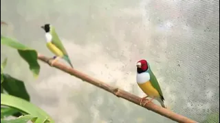 فيروز بحب العمر فيكي وبعشق لياليكي اجمل الاغاني الصباحية 