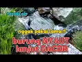 Download Lagu Burung nyaut lanjut gacor, terapi suara air untuk semua jenis burung