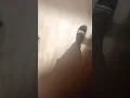 FedEx on some Shady Sh t
