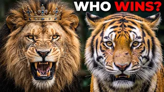 Why Are Tigers Afraid of Lions?