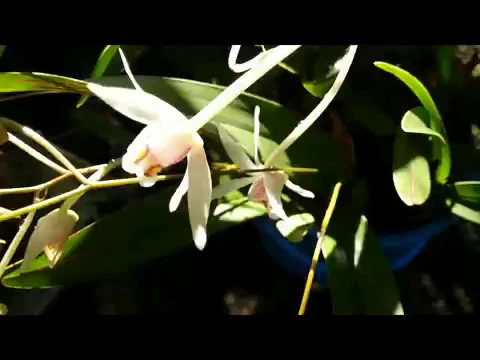 NEW ORCHIDS EPIGENEIUM TRIFLORUM DENDROBIUM ATAVUS VANDA LIMBATA & V HELVOLA