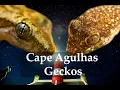 Download Lagu Geckos of Cape Agulhas! ( Ocelatted and Leaf-Toad)
