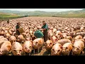 DUROC PIG Farming - Farmers Raise Process Millions of Duroc Pigs Amazing Duroc Pigs Breed Facts