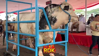 JUARA KONTES SAPI PRESIDEN KELAS BELGIAN EXTRIM🔥