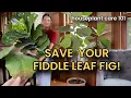 How to Save Your Fiddle Leaf Fig Fix Yellow Leaves Drooping and More - Ficus Houseplant Care 101