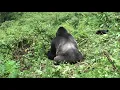 Sex on the slopes - mountain gorillas slither down slope while mating