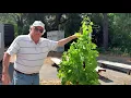 Vineyard updates Gobelet training