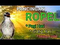 Download Lagu ROPELAN TRUCUK INI bisa Memancing trucuk lain menjadi GACOR FULL ROPEL
