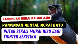 Download Pancingan mental Murai Batu  Ter Ajib, Putar Sekali Murai Bisu Jadi Gacor Fighter Seketika MP3